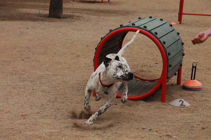 Dos años para montar la recreativa más grande del mundo - Canino
